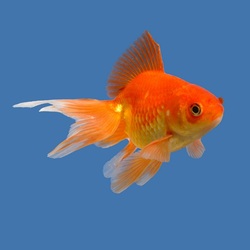 Do You Have A Goldfish In Your Aquarium?
